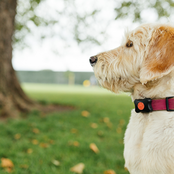 The data of dogs. Wearables Progress from Man to his Best Friend